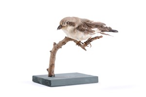 Image description is not available for 2007.2.4